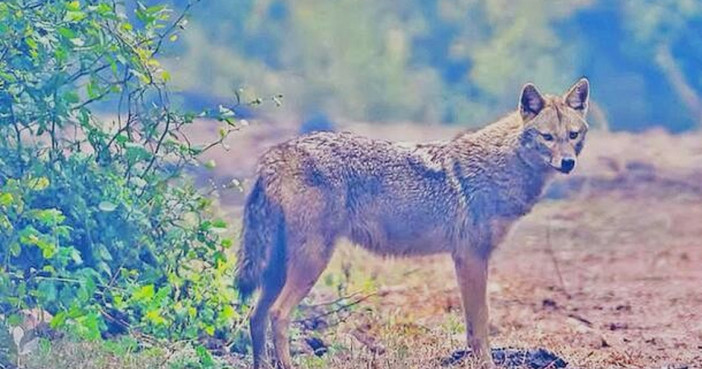 Nel Parco del Ticino spunta lo Sciacallo Dorato