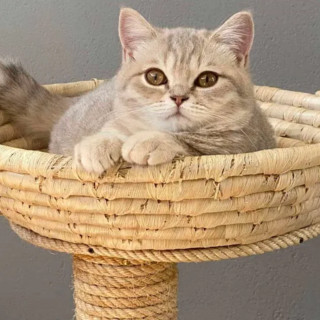 A Ozzero, dal 3 dicembre, il primo ‘relais per gatti’: nasce Casa Dolce Cosi