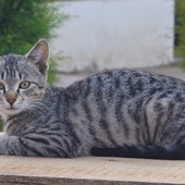Cani e Gatti all'Aperto: Benefici e Rischi della Vita Fuori Casa
