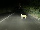 Recuperato a Garbagnate Milanese un pericoloso esemplare di gattopardo africano Recuperato a Garbagnate Milanese un pericoloso esemplare di gattopardo africano