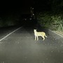Recuperato a Garbagnate Milanese un esemplare di gattopardo africano