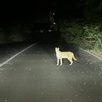 Recuperato a Garbagnate Milanese un esemplare di gattopardo africano
