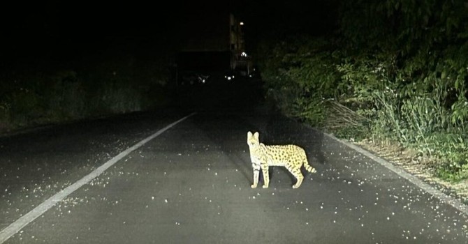 Recuperato a Garbagnate Milanese un pericoloso esemplare di gattopardo africano
