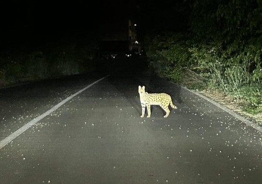 Recuperato a Garbagnate Milanese un pericoloso esemplare di gattopardo africano Recuperato a Garbagnate Milanese un pericoloso esemplare di gattopardo africano