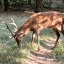 Torna in libertà nei boschi il cervo salvato nel Villoresi a Castano Primo Torna in libertà nei boschi il cervo salvato nel Villoresi a Castano Primo