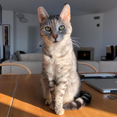 Lettere al Direttore: raccolta fondi per i mici del gattile di Vigevano, l'appello dei volontari