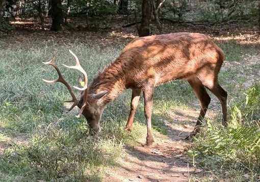 Torna in libertà nei boschi il cervo salvato nel Villoresi a Castano Primo Torna in libertà nei boschi il cervo salvato nel Villoresi a Castano Primo