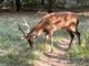 Torna in libertà nei boschi il cervo salvato nel Villoresi a Castano Primo Torna in libertà nei boschi il cervo salvato nel Villoresi a Castano Primo