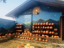 Conto alla rovescia per la festa più creepy dell’anno…intanto al villaggio delle zucche di San Martino Siccomario si celebrano i profumi d’autunno Conto alla rovescia per la festa più creepy dell’anno…intanto al villaggio delle zucche di San Martino Siccomario si celebrano i profumi d’autunno