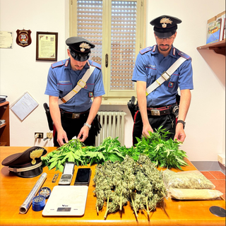 Candia, scoperta serra di marijuana in casa, denunciato un 51enne