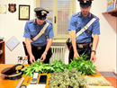 Candia, scoperta serra di marijuana in casa, denunciato un 51enne Candia, scoperta serra di marijuana in casa, denunciato un 51enne