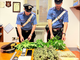 Candia, scoperta serra di marijuana in casa, denunciato un 51enne