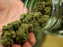 Oltrepò: sorpreso a coltivare 19 piante di marijuana, arrestato un 39enne
