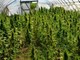Casale Monferrato: 63enne perde il reddito di cittadinanza e si mette a coltivare marijuana