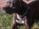 Aperta un'indagine sulla morte del piccolo Michele, azzannato dal pitbull di casa