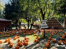 Al Pumpkin Patch alle porte di Pavia è tempo di Caccia alle Zucche