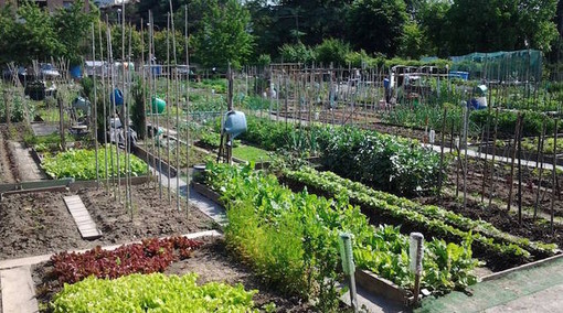 Vigevano: Orti urbani, aperto il bando senza scadenza Vigevano: Orti urbani, aperto il bando senza scadenza