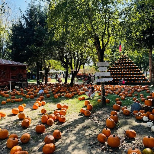 Al Pumpkin Patch alle porte di Pavia è tempo di Caccia alle Zucche