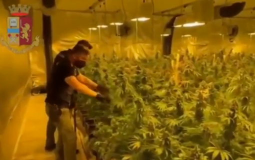 VIDEO. Operazione &quot;The Growers&quot;, sgominata banda di coltivatori e spacciatori di marijuana