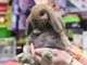 Petsfestival 2019: un’edizione di successo, ma si pensa già all’ottava edizione Petsfestival 2019: un’edizione di successo, ma si pensa già all’ottava edizione