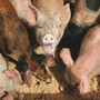 Peste suina africana, Commissione Ue riduce restrizioni a Pavia Peste suina africana, Commissione Ue riduce restrizioni a Pavia