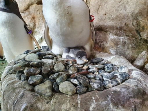 Festa all’acquario di Genova per la nascita di quattro pinguini