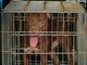 Bimba di due anni e mezzo ferita gravemente da un pitbull nel Milanese Bimba di due anni e mezzo ferita gravemente da un pitbull nel Milanese