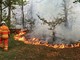 Nove incendi in dieci giorni nel Parco del Ticino