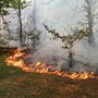 Nove incendi in dieci giorni nel Parco del Ticino Nove incendi in dieci giorni nel Parco del Ticino