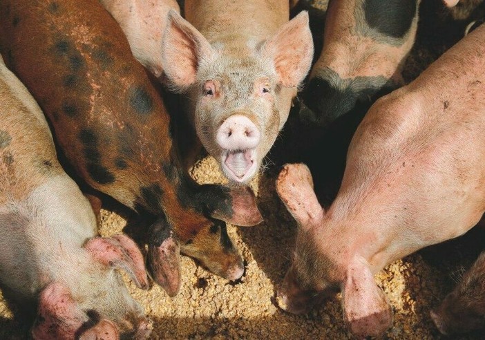 Peste suina africana, Commissione Ue riduce restrizioni a Pavia Peste suina africana, Commissione Ue riduce restrizioni a Pavia