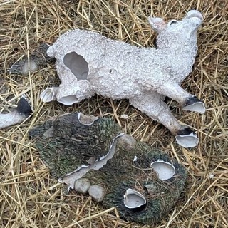 Magenta, festività pre natalizie all’insegna dei vandali: danni al presepe, distributori presi a calci e fuochi notturni