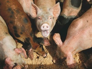 Peste suina africana, Commissione Ue riduce restrizioni a Pavia Peste suina africana, Commissione Ue riduce restrizioni a Pavia