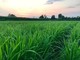 Violenza donne, a Cilavegna il riso della rinascita: vittime di stalking ora coltivano Carnaroli