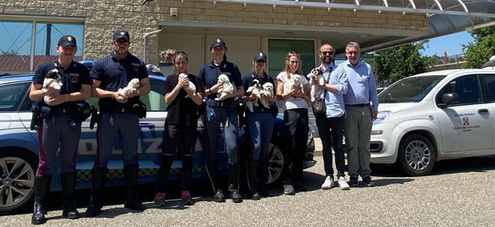 Novara, fermato un furgone sull’A4: salvati nove cuccioli trasportati senza cure né documenti