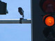 Mortara, leggera diminuzione delle multe comminate dal meccanismo “rosso stop”. Circa 3-4 al giorno Mortara, leggera diminuzione delle multe comminate dal meccanismo “rosso stop”. Circa 3-4 al giorno