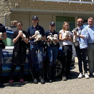 Novara, fermato un furgone sull’A4: salvati nove cuccioli trasportati senza cure né documenti