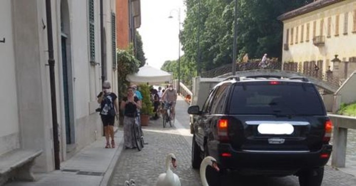 Robecco: famiglia di cigni a spasso lungo via Ripa Naviglio (FOTO) Robecco: famiglia di cigni a spasso lungo via Ripa Naviglio (FOTO)