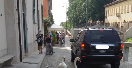 Robecco: famiglia di cigni a spasso lungo via Ripa Naviglio (FOTO) Robecco: famiglia di cigni a spasso lungo via Ripa Naviglio (FOTO)