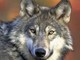 Il Parco Ticino partecipa al primo monitoraggio italiano sulla presenza del lupo