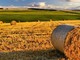 Agricoltura: boccata d’ossigeno, 20 milioni di euro per le aziende agricole lombarde