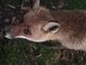 Volpe addomesticata nel Parco del Ticino. L’appello: “Non date da mangiare agli animali selvatici!” Volpe addomesticata nel Parco del Ticino. L’appello: “Non date da mangiare agli animali selvatici!”