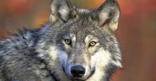 Il Parco Ticino partecipa al primo monitoraggio italiano sulla presenza del lupo