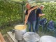 Trecate, ‘Sagra della Polenta’: buona la ventesima edizione Trecate, ‘Sagra della Polenta’: buona la ventesima edizione