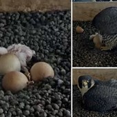 LA FOTO. Il primo pullo non si scorda mai: emozione di Pasquetta