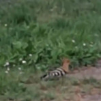 Magenta, natura in città: un’elegante upupa scorrazza nel parco di via Bernini Magenta, natura in città: un’elegante upupa scorrazza nel parco di via Bernini