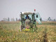 Coronavirus: AAA lavoro campi cercasi, apre sportello on line Coronavirus: AAA lavoro campi cercasi, apre sportello on line