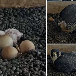 LA FOTO. Il primo pullo non si scorda mai: emozione di Pasquetta