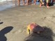 Il ritorno in mare della Caretta caretta Fortuna, un mese fa era stata soccorsa a Maccarese Il ritorno in mare della Caretta caretta Fortuna, un mese fa era stata soccorsa a Maccarese