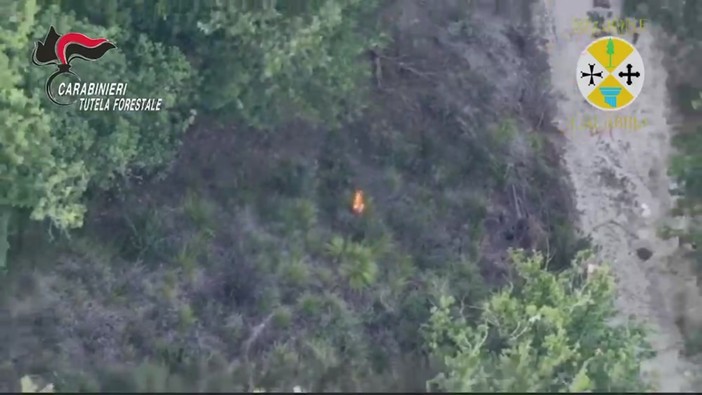 Vibo Valentia, appicca il fuoco in un bosco ma viene ripreso da un drone Vibo Valentia, appicca il fuoco in un bosco ma viene ripreso da un drone