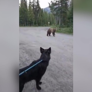 Inseguita da un orso grizzly, escursionista mantiene il sangue freddo e si salva